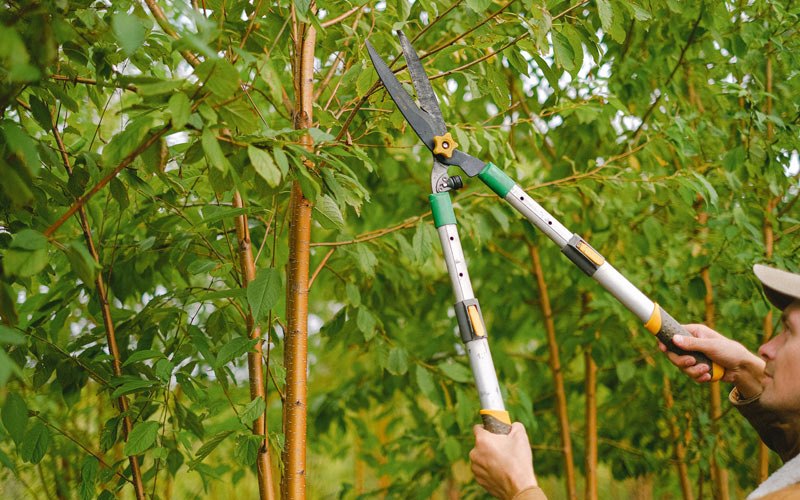 Tree trimming in Harrogate, TN