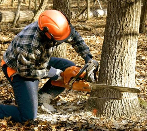 Tree Removal in Harrogate, TN